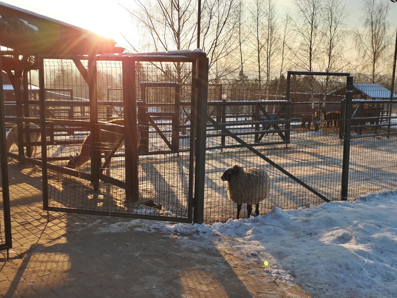 В гости к альпакам: поездка на ферму - экскурсия в Москве