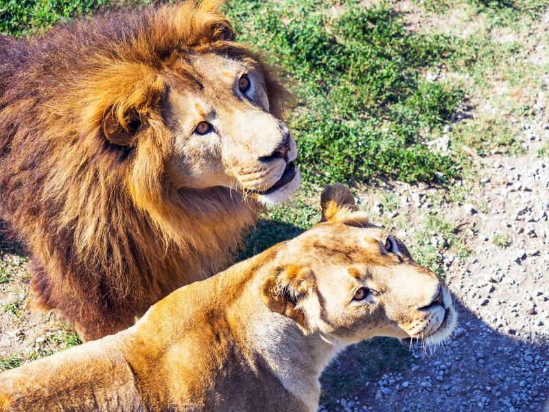 Сафари-парк «Тайган»: территория львов - экскурсия в Севастополе