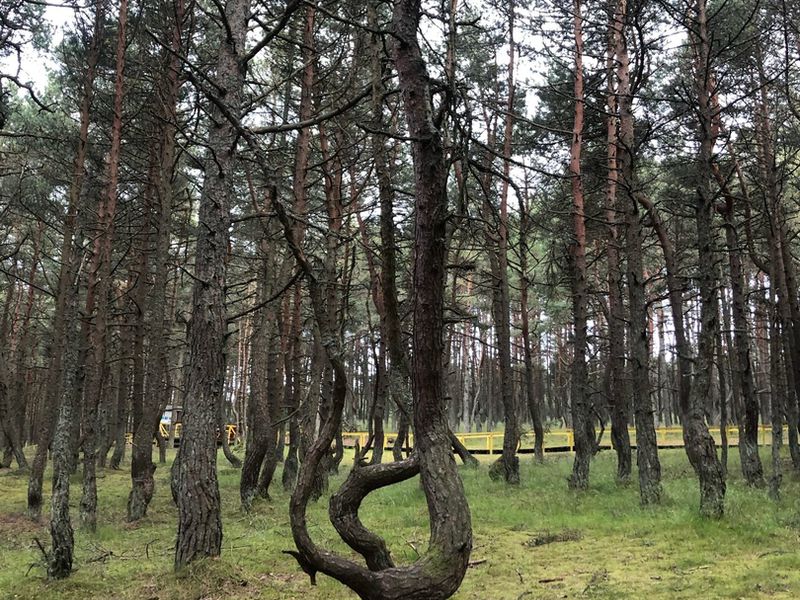 Танцующий лес» и «поющие пески»: очарование Куршской косы - экскурсия в Калининграде