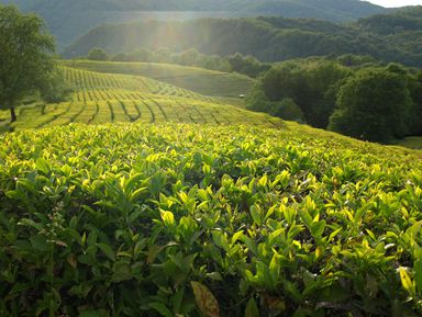 Курортный Сочи: Мацеста, чайная плантация и экоферма - экскурсия в Сочи