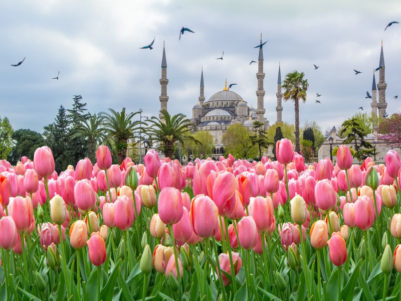 Тюльпанная история Стамбула - экскурсия в Стамбуле
