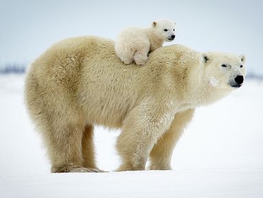 Семейное путешествие по музею Арктики и Антарктики - экскурсия в Санкт-Петербурге