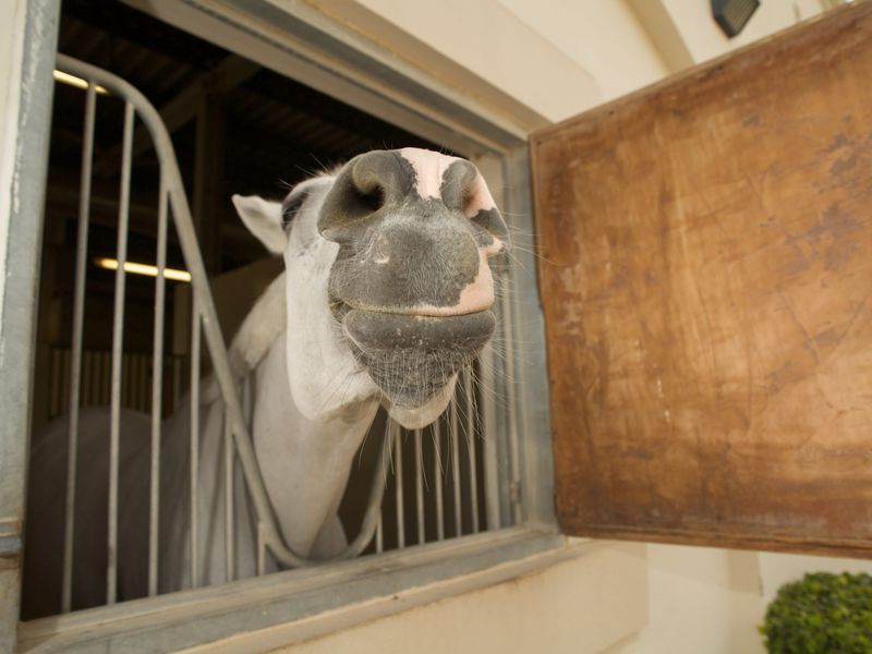 Прогулка на лошадях в Дубае - экскурсия в Дубае