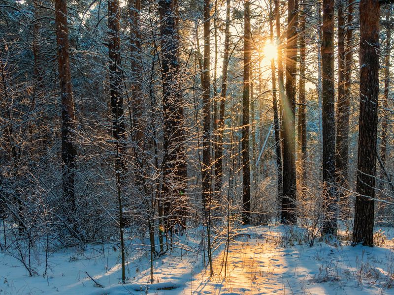 Зимняя сказка в природном парке «Оленьи ручьи» - экскурсия в Екатеринбурге