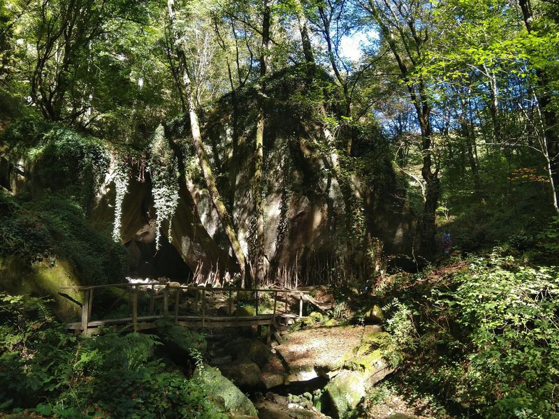 Сокровища Колхидского леса - экскурсия в Сочи