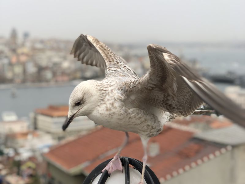Добро пожаловать в Стамбул! - экскурсия в Стамбуле