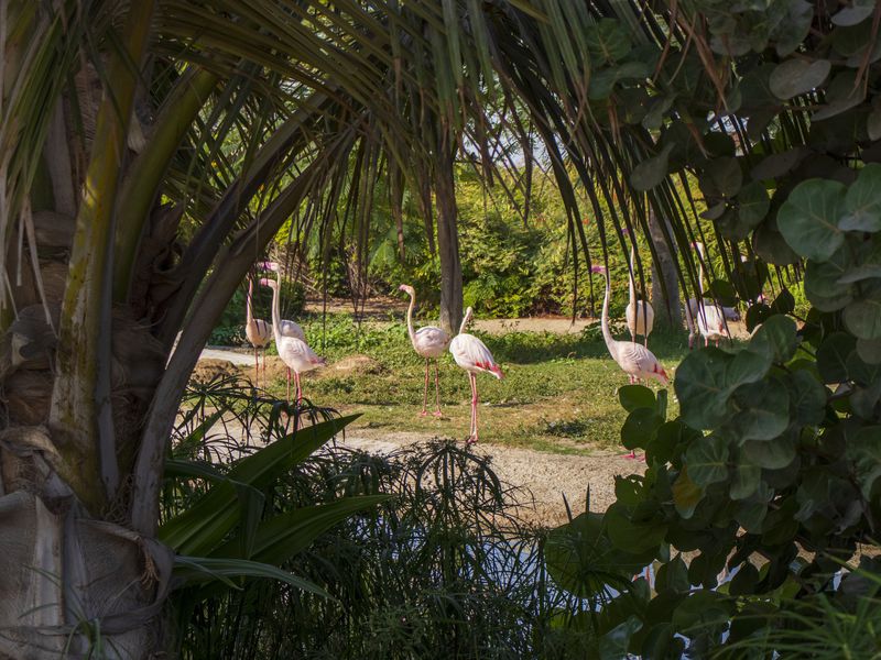 Дубай Сафари-парк: групповая поездка в мир животных - экскурсия в Дубае