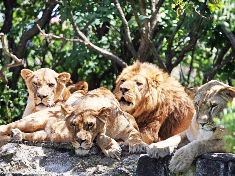 Сафари-парк «Тайган»: территория львов - экскурсия в Севастополе